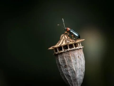 A cereal leaf beetle sitting on a dry poppy capsule Stock Photos
