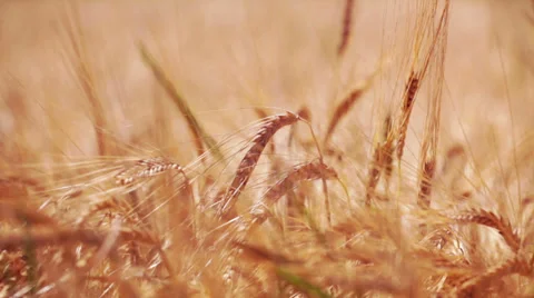 Cereal plant in field, close up Stock Footage 35943976