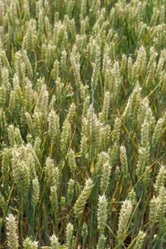 Cereal plant Stock Photos