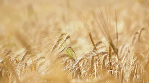 Cereal plant on wind Stock Footage 35840005
