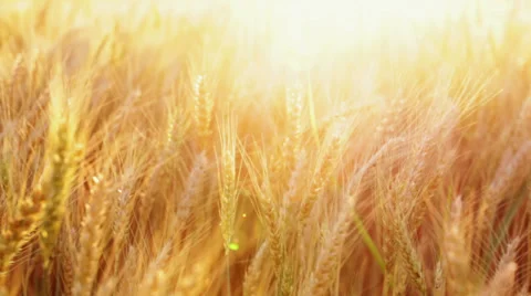 Cereal plants close up back light flare Stock Footage 35943836