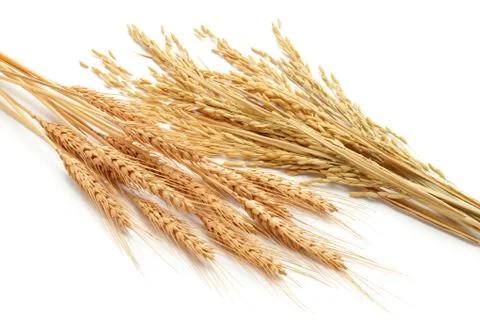 Cereal plants Stock Photos
