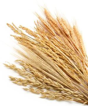 Cereal plants Stock Photos