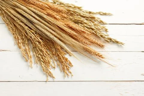 Cereal plants Stock Photos