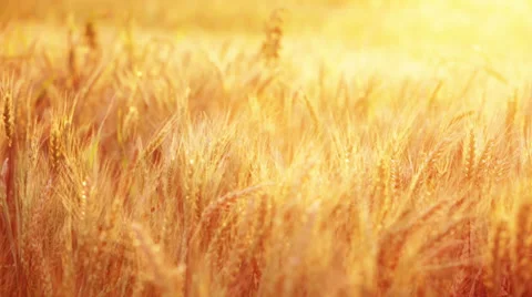 Cereal plants on sunset light; close up Stock Footage 35943224