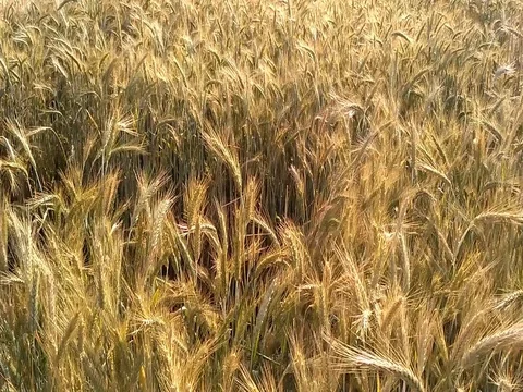 Cereal plants swaying on the wind Stock Footage 80753015