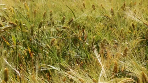 Cereal plants wawing on wind Stock Footage 39357817