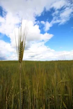 Cereal rye field Stock Photos