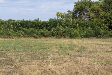 The cereal stubble weeds quickly driven out. Stock Photos