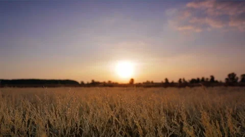 The cereal (wheat) field by sunset background Vídeo Stock 41794691