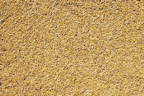 Cereal wheat grain texture pattern Stock Photos