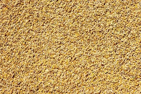 Cereal wheat grain texture pattern Stock Photos