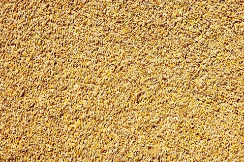 Cereal wheat grain texture pattern Stock Photos