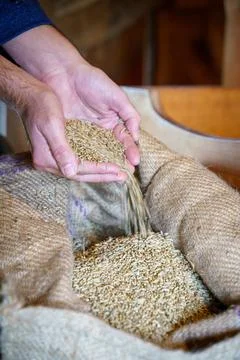 Cereal wheat with hands Stock Photos