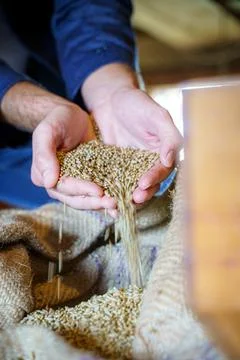 Cereal wheat with hands Stock Photos