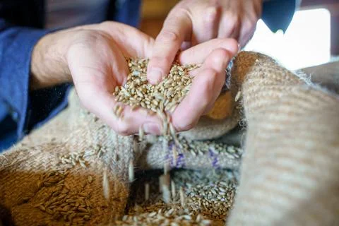 Cereal wheat with hands Stock Photos