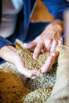 Cereal wheat with hands Stock Photos