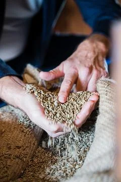 Cereal wheat with hands Stock Photos