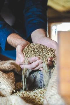 Cereal wheat with hands Stock Photos