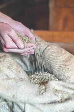 Cereal wheat with hands Stock Photos