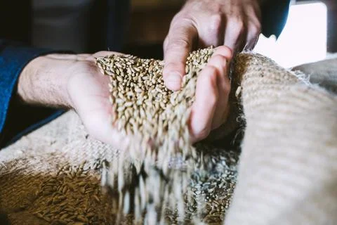 Cereal wheat with hands Stock Photos