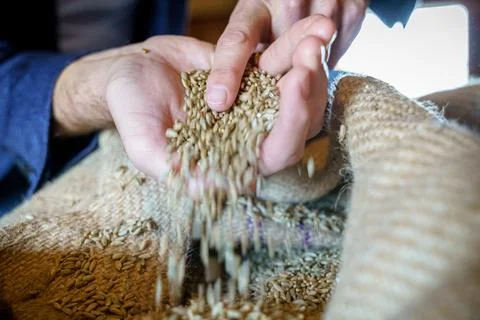 Cereal wheat with hands Stock Photos