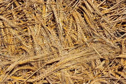 Cereal wheat spikes pattern background Stock Photos