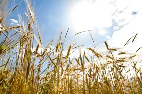 Cereal in the wind Foto stock