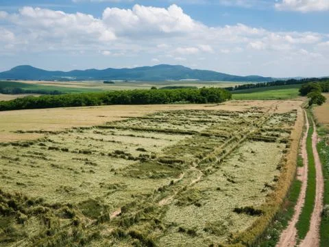 Cereals after the storm Stock Photos