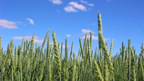 Cereals on the background of a beautiful blue sky with clouds. Stock Footage 107896730