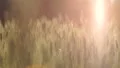 Cereals breeding wheat field lit by sunlight, healthy organic food for breakfast HD Footage