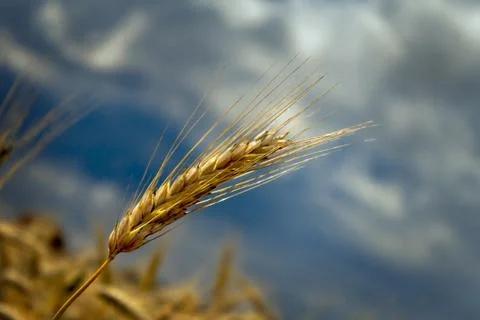 Cereals on the cob 库存照片