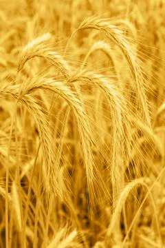 Cereals crop Stock Photos