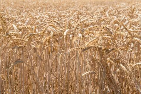 Cereals crop Stock Photos