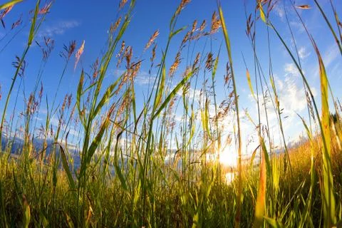 Cereals in a field Stock Photos