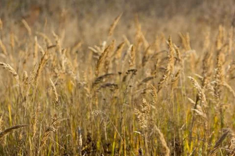 Cereals on the field Stock Photos
