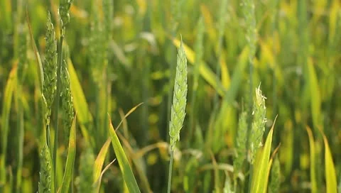 The cereals in the field. Professional lighting!!! Stock Footage 11105357