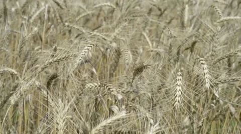 Cereals Stock Footage 52443286