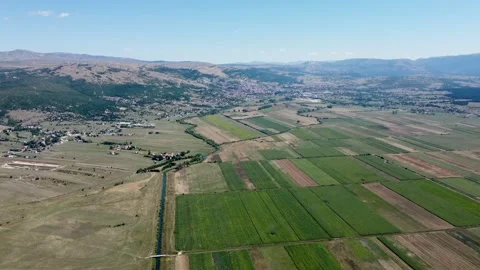 Cereals growing in the field. Corn growing in the field, drone shot. Stock Footage 317539587