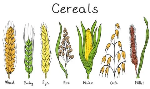 Cereals hand-drawn illustration Stock Illustration