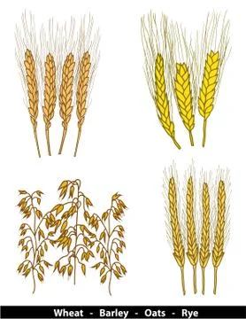 Cereals illustration Illustrazione stock