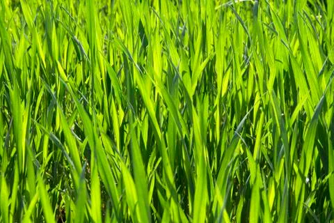 Cereals 库存照片