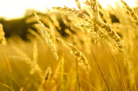 Cereals Stock Photos