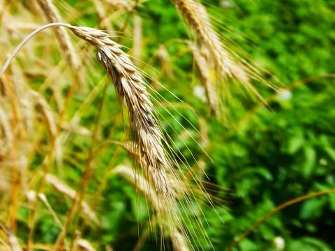 Cereals Stock Photos