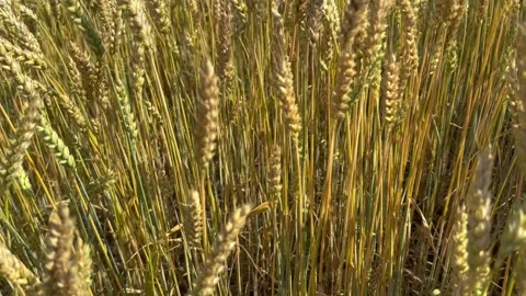 Cereals ripen on the field Stock Footage 246713990