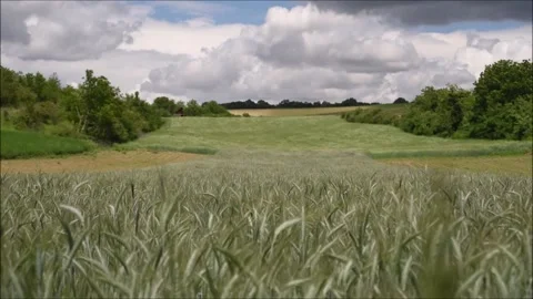Cereals swaying in the wind with dramatic sky Video stock 132195929