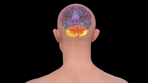 Cerebellum, animation Stock Footage 295179340