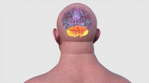 Cerebellum, animation Stock Footage 295183842
