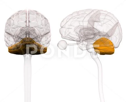 Cerebellum Brain Anatomy - 3d illustration: Graphic #72454805