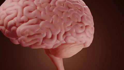 Cerebellum close-up Stock Footage 157759410